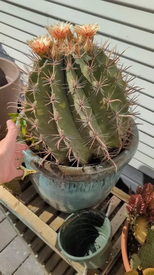 Rare Cacti You Can Add To Your Indoors