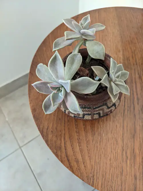 New succulent table Decorations 3