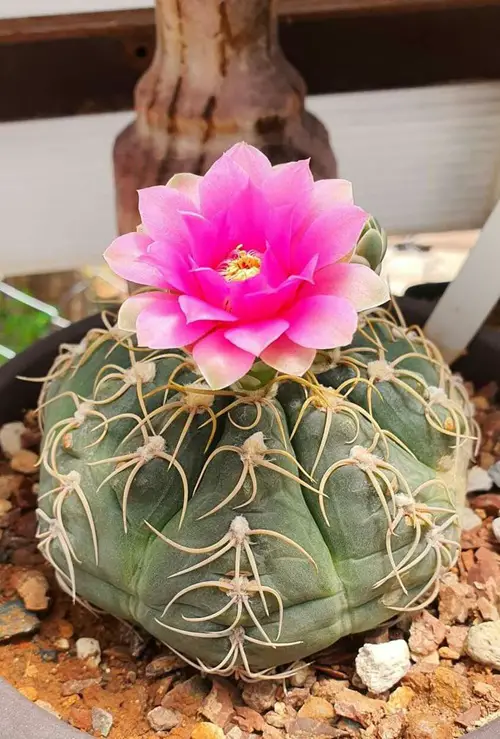 Cactus With Pink Flowers 2