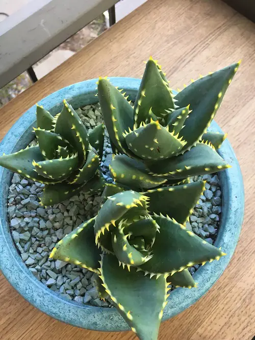 Jeweled Aloe indoor