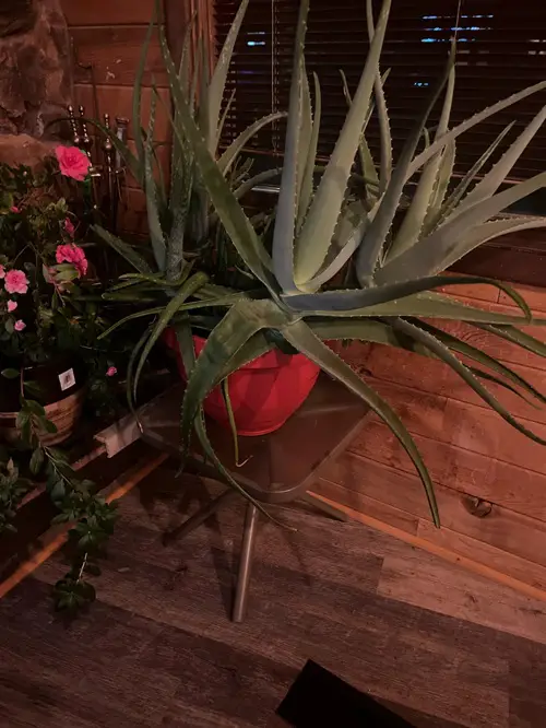 Places You Should Never Keep Your Aloe Vera Plant 2