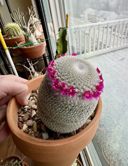 Cactus With Crown-like Flowers 3