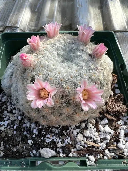 Cactus With Pink Flowers 3