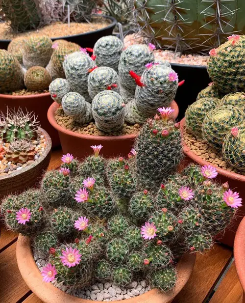 Mammillaria zeilmanniana propagation 