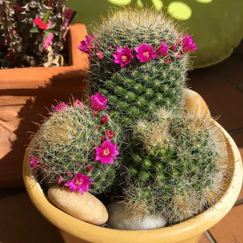 Mammillaria zeilmanniana care