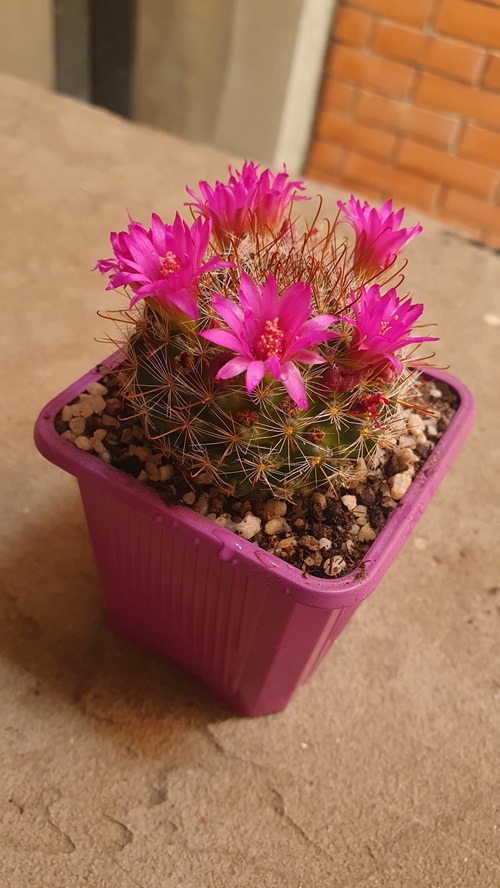 Mammillaria zeilmanniana growing requirements