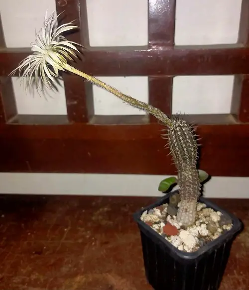 Miracle Cactus