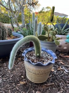 Monkey Tail Cactus Care and Growing Tips - Succulent Garden Web