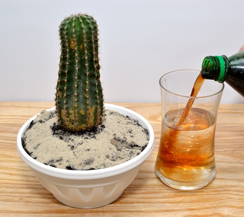  Nutrients and Water Needs for a Cactus