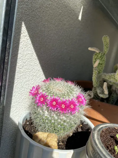 Cactus With Pink Flowers 5