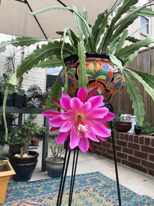 Cactus With Pink Flowers 7