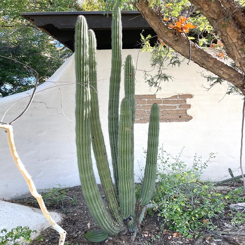 Types of Cactus in Arizona 20