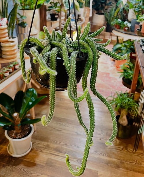 peanut cactus hanging​