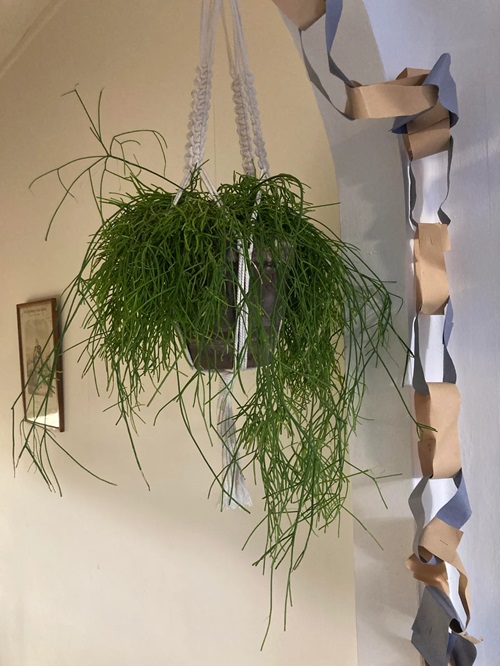 hanging pencil cactus​