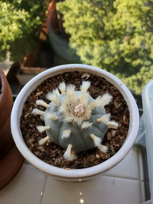 Peyote cactus indoor