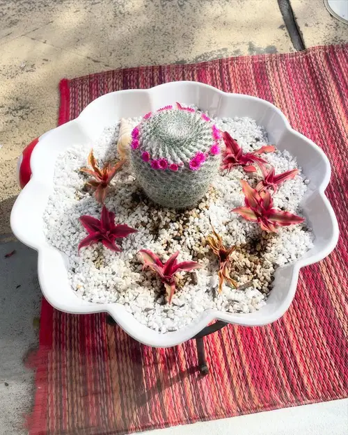 beautiful Cactus with crown-like flowers