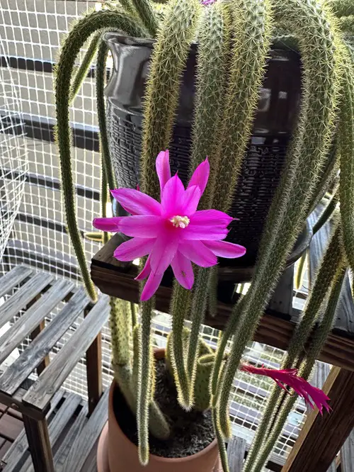 Cactus With Pink Flowers 9