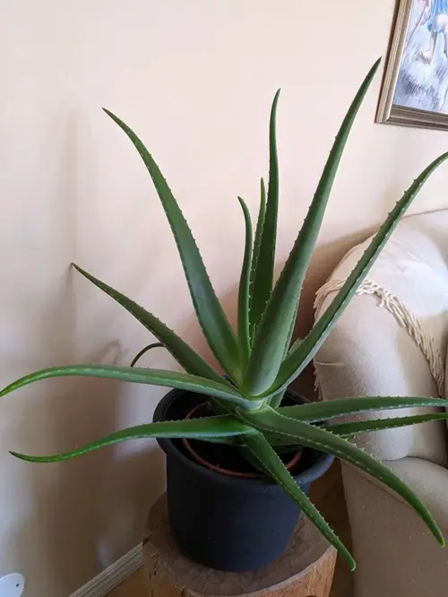 Places You Should Never Keep Your Aloe Vera Plant 1