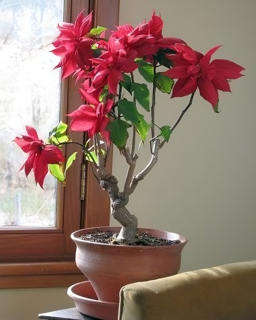 succulent Bonsai with Red Flowers