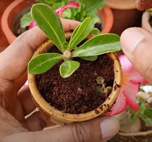 Propagate with Pups