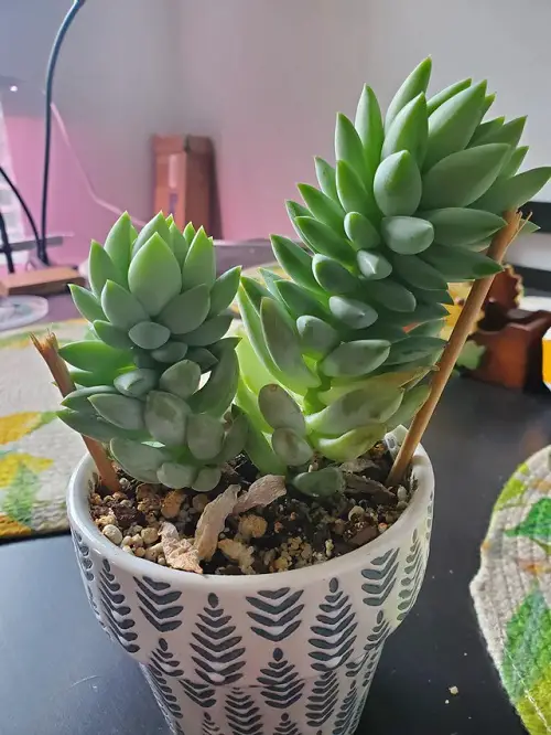 New succulent table Decorations 4