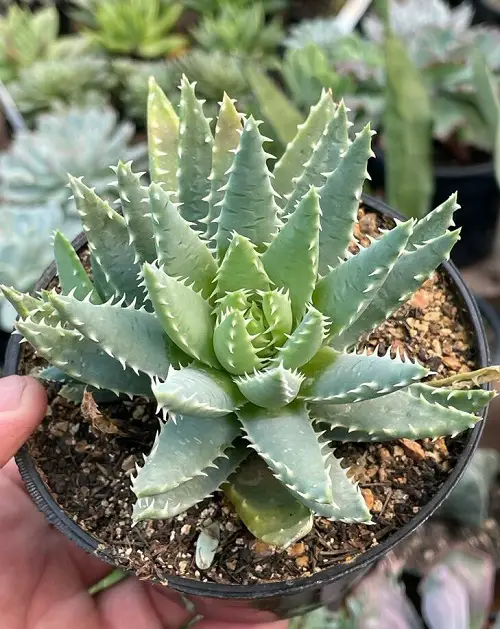 Short-leafed Aloe