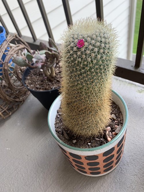 How to Transplant Spiny Pincushion Cactus