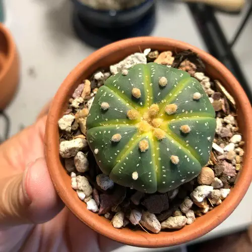 Star Cactus indoor 