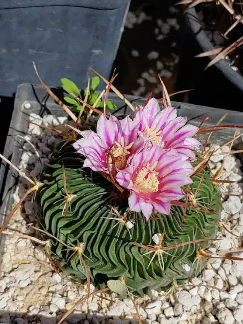 Cactus With Pink Flowers 4