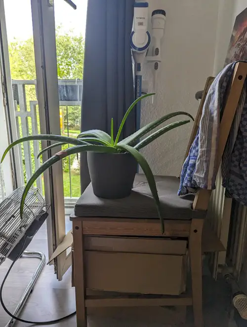 Places You Should Never Keep Your Aloe Vera Plant 3