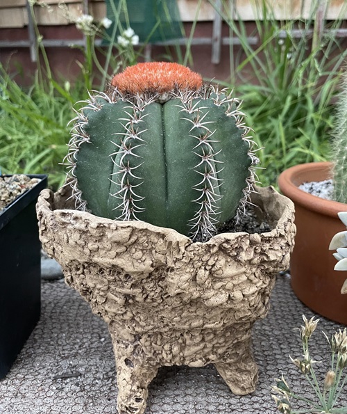 Cactus with crown-like flowers