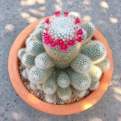 Cactus With Pink Flowers