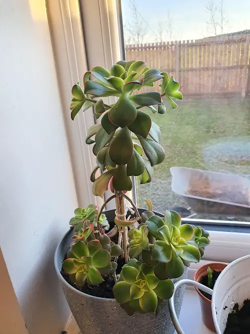 place Aeonium in direct sunligth