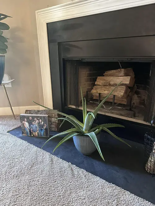 aloe vera in home