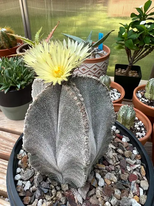 top Cactus with crown-like flowers