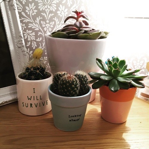 Care of Mini Succulents on Desk