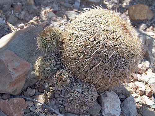 Types of Cactus in Arizona 5