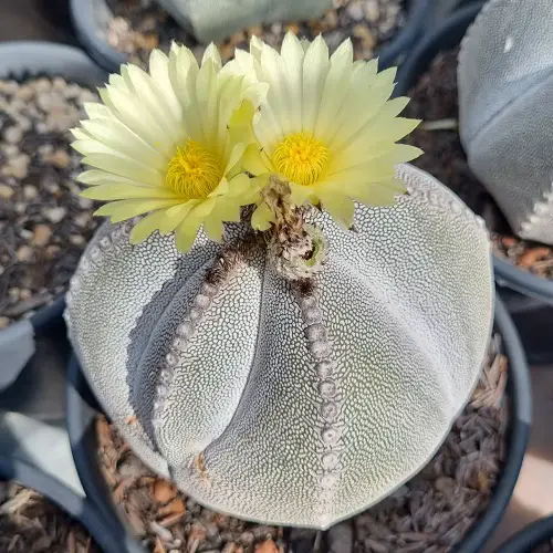 Cactus With Crown-like Flowers 2