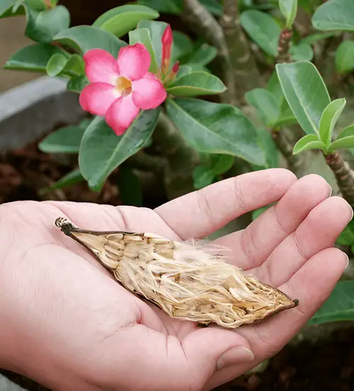 Remove Seed Pods for More Flowers