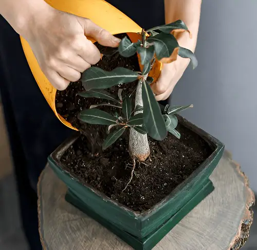 Desert Rose soil mix