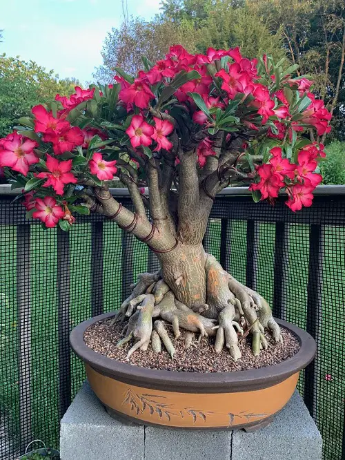 Great Tips to Grow an Adenium Bonsai