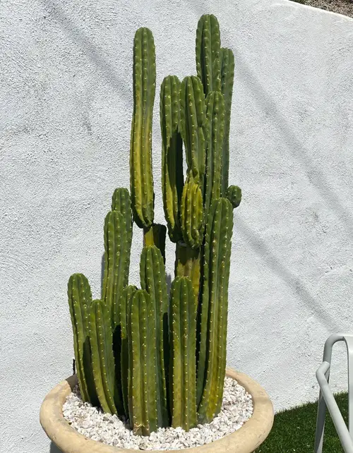 What are the Nutrients and Water Needs for a Cactus