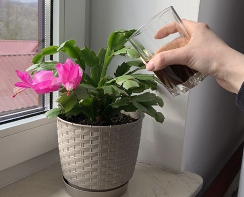 Do Not Fertilize During Blooming