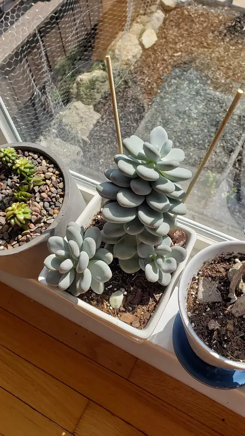 Moonstones succulent