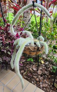 Monkey Tail Cactus Care and Growing Tips - Succulent Garden Web