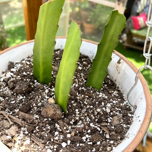 Propagating Orchid cactus