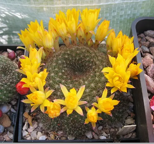 Cactus With Crown-like Flowers 5