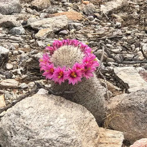 Cactus with crown-like flowers