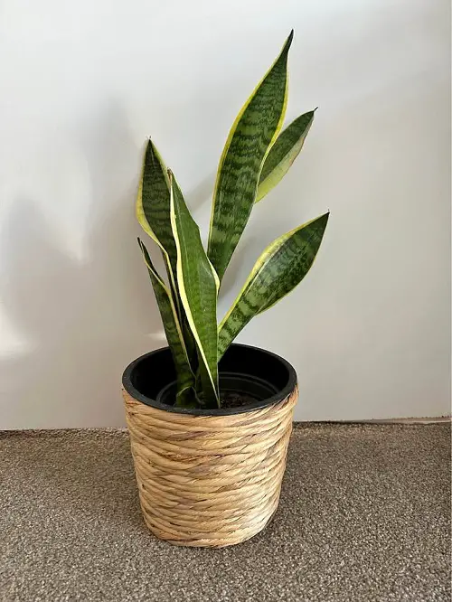 Display Your Snake Plant at Home 2