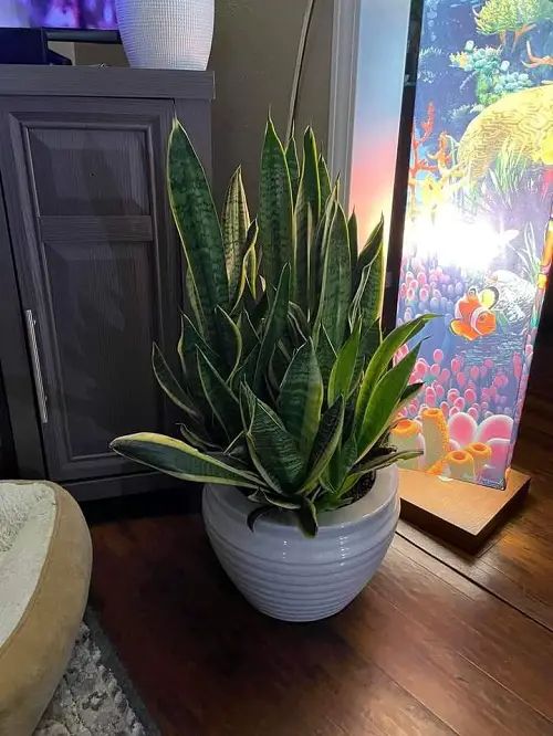 Best Display Your Snake Plant at Home 1